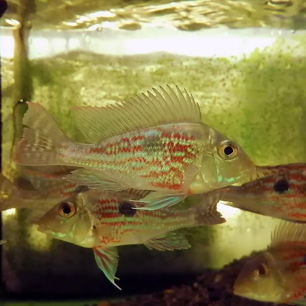 【取引中】ゲオフォーガス・スベニ（７匹） 熱帯魚)ゲオファーガス スベニー Geophagus sveni（約7cm）（ 1匹