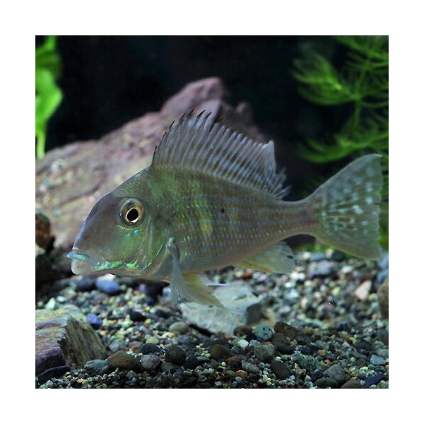 (熱帯魚 生体)レッドジュルパリ(ゲオファーガス スリナメンシス)　(約４-５cm)(１匹)