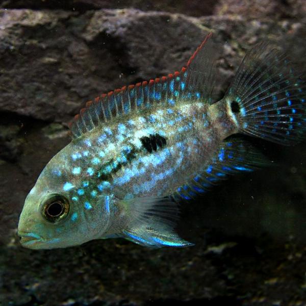 熱帯魚　シクリッド　ジャックデンプシー　 熱帯魚)ジャックデンプシー 約3-5cm 1匹 : 熱帯魚通販のネオス - 通販