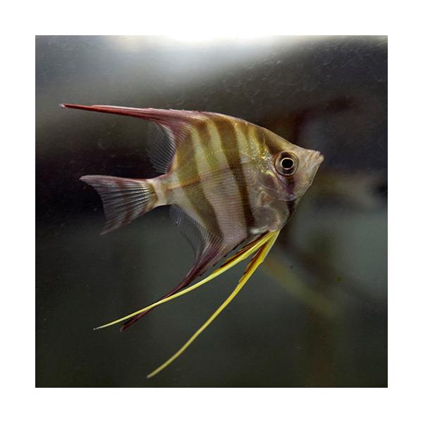 (熱帯魚)コロンビア　アルタムエンゼル　M-ML　ワイルド　約5-7cm　1匹