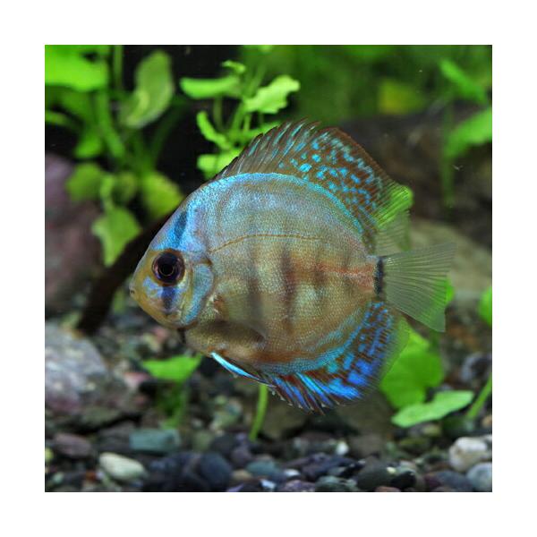 安いディスカス 熱帯魚の通販商品を比較 ショッピング情報のオークファン