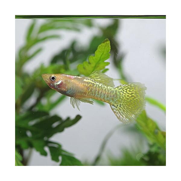 (熱帯魚)ゴールデンコブラグッピー【外国産】　約3cm　3ペア