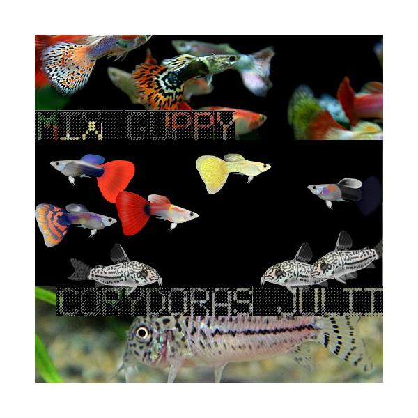 (熱帯魚)( オススメ)ミックスグッピー【外国産】　約3cm　5ペア　＋ Co.ジュリー　ブリード　約2-3cm　2匹