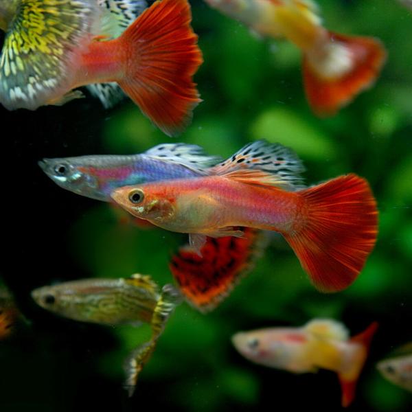 (熱帯魚)( オススメ)ミックスグッピー【外国産】　約3cm　10ペア