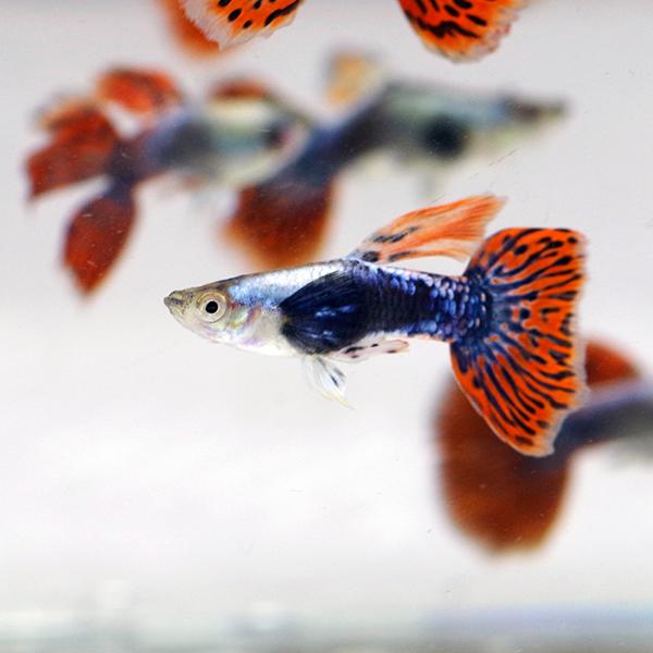 【学名】Poecilia reticulata var 【最大全長】約5cm【適正水温】 20〜26℃【水質】  中性〜弱アルカリ性【分布】改良品種【混泳】温和ですが、ヒレを齧られやすい為、混泳相手には注意が必要です【当店の与えている餌】冷...
