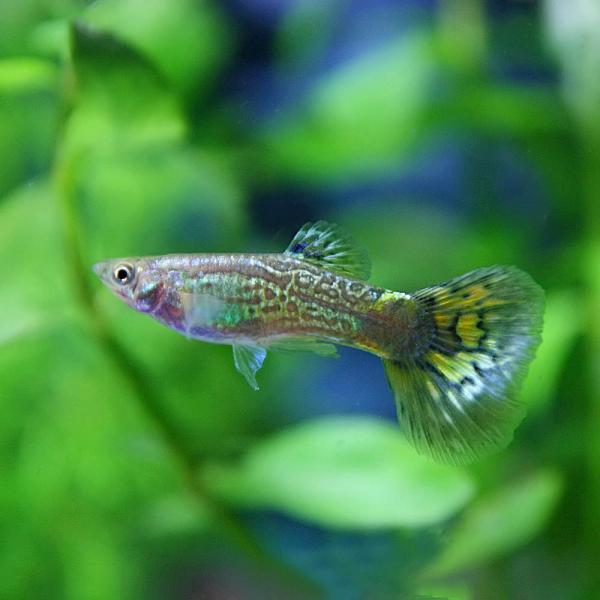 (熱帯魚)グリーンコブラグッピー　3cm　3ペア