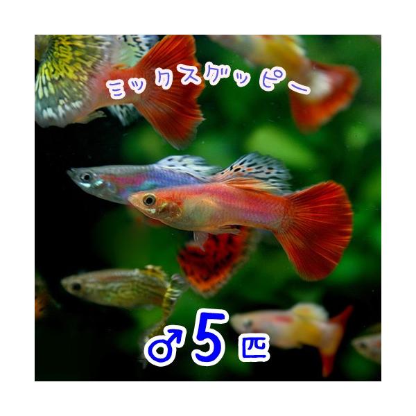 新発 熱帯魚 生体 オススメ ミックスグッピー 外国産 約３cm １００ペア 水槽 熱帯魚 観賞魚 飼育 生体 通販 販売 アクアリウム あくありうむ Seal限定商品 Ihmc21 Com