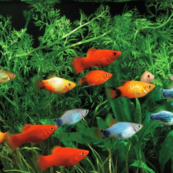 (熱帯魚)ミックスプラティ　雌雄指定、種類指定不可　約２-３cm　20匹