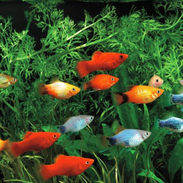 (熱帯魚)( オススメ)ミックスプラティ　雌雄指定、種類指定不可　約２-３cm　100匹