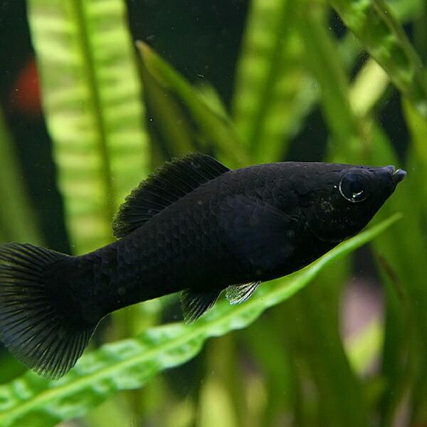(熱帯魚)ブラックモーリー　約3-4cm　6匹