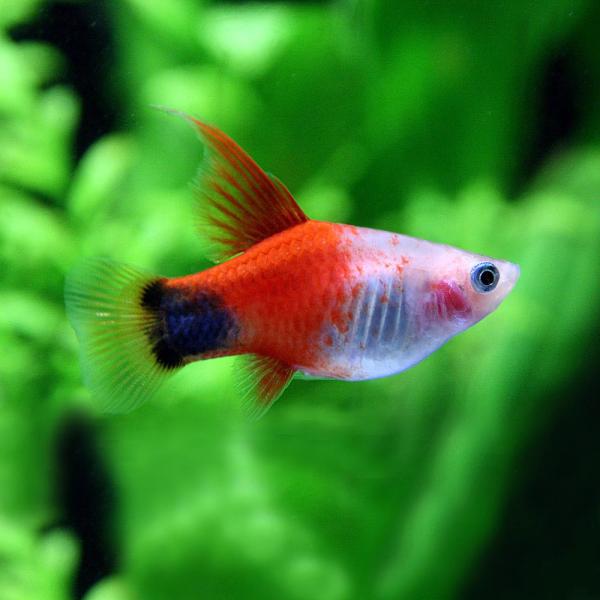 (熱帯魚 生体)ハイフィンレッドバック ミッキーマウスプラティ　(約２-３cm)(５匹)