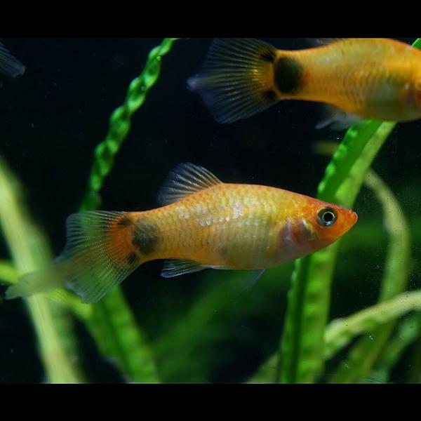 (熱帯魚)ピンテールプラティ　約3cm　1匹