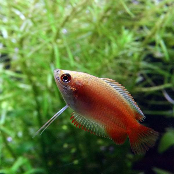 (熱帯魚 生体)ゴールデンハニーグラミー　(約２cm)(３匹)