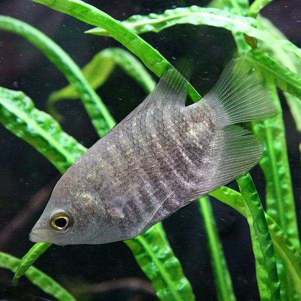 熱帯魚　　オスフローネムス　 熱帯魚)オスフロネームス セプテンファスキアータス(ワイルド)(1匹