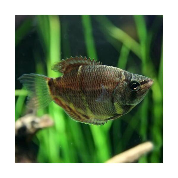 【学名】Sphaerichthys osphromenoides【最大全長】約6cm【適正水温】 25〜28℃【水質】 弱酸性〜中性 【分布】マレーシア、インドネシア【混泳】温和な為、混泳可能ですが、あまり動きの早い魚とは避けた方がよいでし...