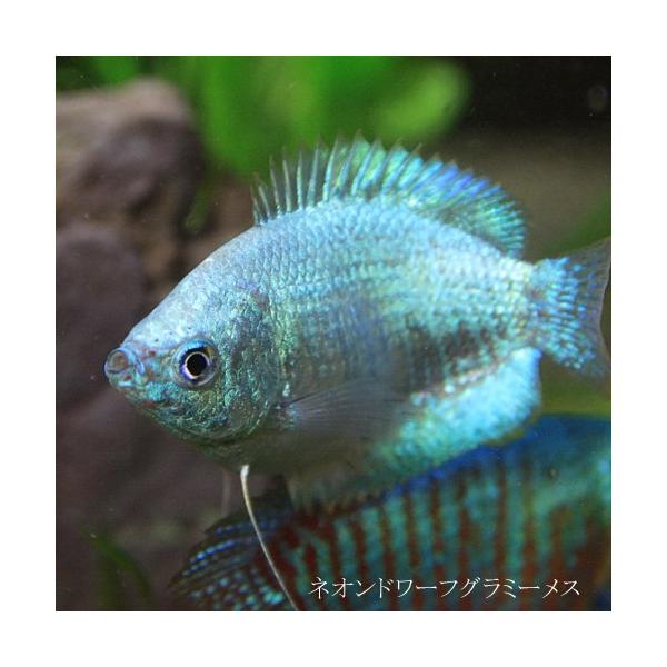 (熱帯魚)ネオンドワーフグラミー　約3-4ｃｍ　メス　1匹　（Tropical fish）