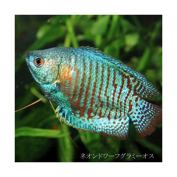 (熱帯魚)ネオンドワーフグラミー　約4ｃｍ　オス　1匹