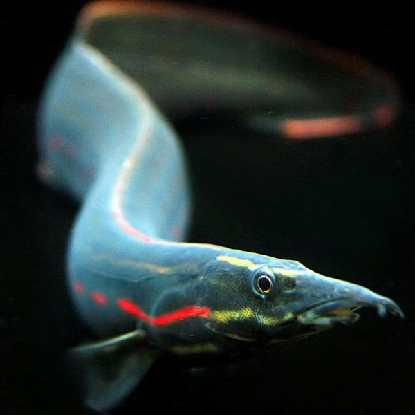 ファイアースパニイール3匹 熱帯魚)( オススメ)ファイヤースパイニーイール 約20cm 1匹