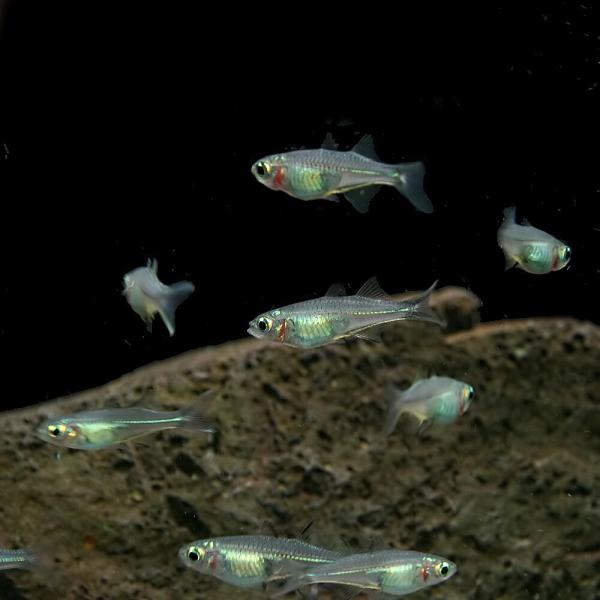 レインボーフィッシュ fish-y_a9-230728-18v1