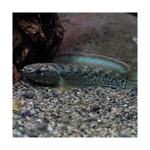 熱帯魚)スチュワート・スネークヘッド 約10-12cm 1匹 : 熱帯魚通販の