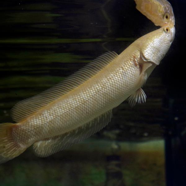 熱帯魚)ゴールデンカムルチー アルビノ個体 黄金雷魚（約20cm 