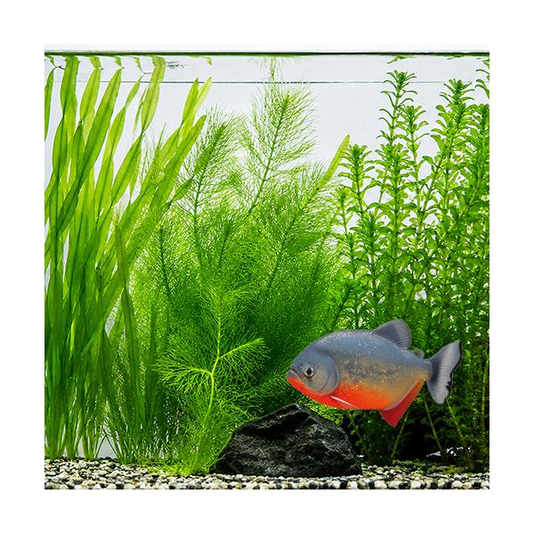 水草）大型魚水槽に タフで大型な水草10本セット : 熱帯魚通販のネオス