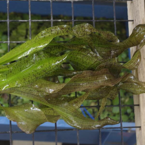 アフリカンオテリア　大株　2011年入手 アフリカンオテリア 1株 : 熱帯魚通販のネオス - 通販 - Yahoo