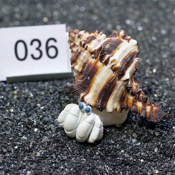 一点物 ヤドカリのお家 プレミアム 1個 Ry036 Ry036 熱帯魚通販のネオス 通販 Yahoo ショッピング