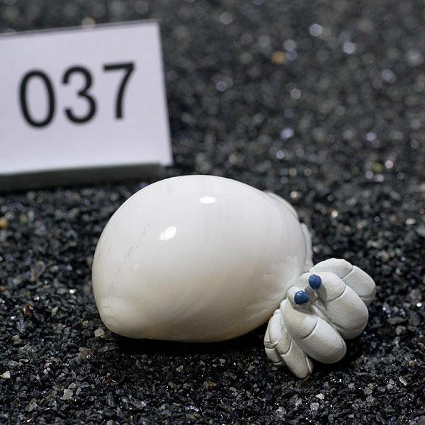 一点物 ヤドカリのお家 プレミアム 1個 Ry037 Ry037 熱帯魚通販のネオス 通販 Yahoo ショッピング