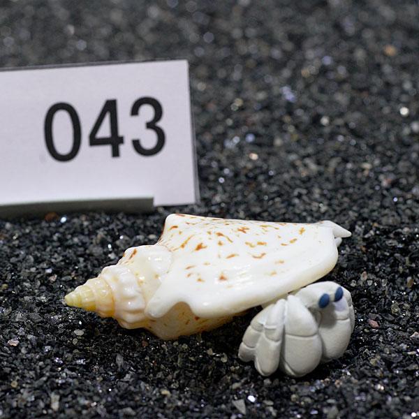 一点物 ヤドカリのお家 プレミアム 1個 Ry043 Ry043 熱帯魚通販のネオス 通販 Yahoo ショッピング