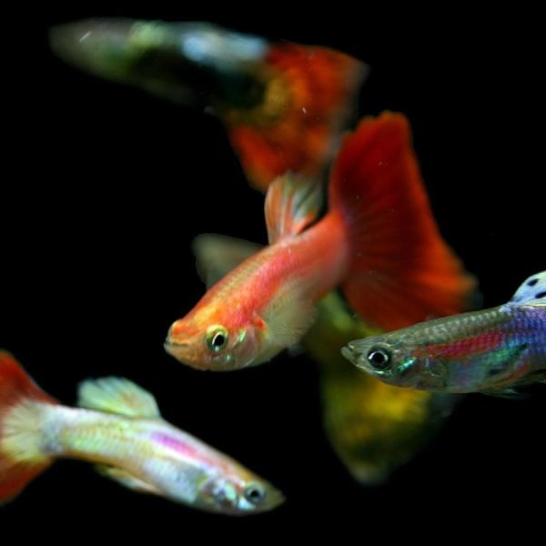 【学名】Ｐｏｅｃｉｌｉａ　ｒｅｔｉｃｕｌａｔａ　ｖａｒ．【最大全長】♂約3〜4cm ♀約4〜6cm【適正水温】 20〜26℃【水質】中性〜弱アルカリ性【分布】改良品種【混泳】ヒレを齧る魚とは混泳できません【当店の与えている餌】顆粒状飼料【そ...