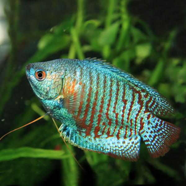 (ネオスセール)(熱帯魚 生体)ネオンドワーフグラミー　（約５cm）（１ペア）