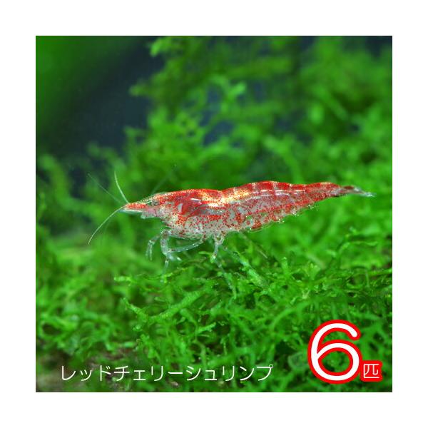【学名】 Neocaridina denticulata 【最大全長】約3cm【適正水温】 15〜26℃【水質】 弱酸性〜中性 【分布】台湾【混泳】サイズの同じ位のエビ、捕食しない魚と混泳可能です【当店の与えている餌】エビ力【その他オススメ...