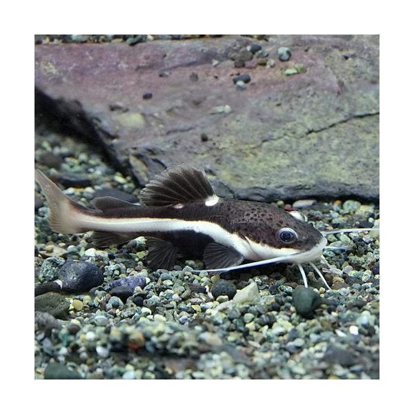 【学名】Phractocephalus hemioliopterus【最大全長】 -cm 【分布】改良品種【水温】 23〜28℃  【水質】 弱酸性〜中性  【餌】生餌（冷凍）・乾燥飼料・人工飼料 【混泳】不可能です。 【特徴】比較的入手し...