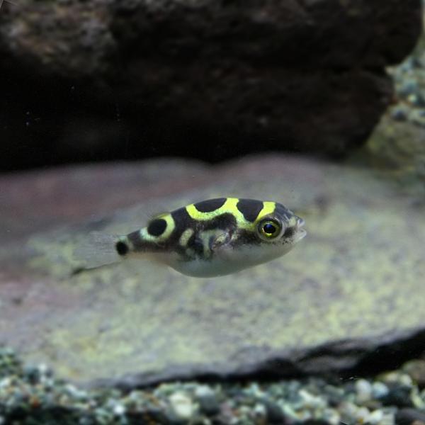 特売 ネオスセール)(熱帯魚 生体)8の字フグ（ハチノジフグ） （約1 人形