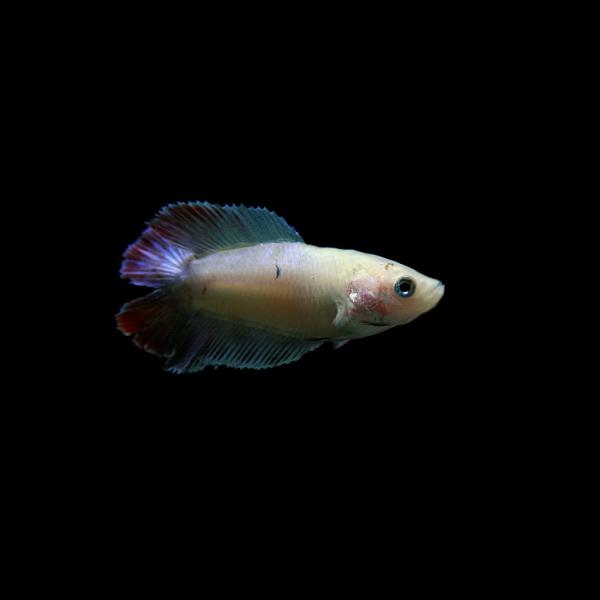 (ネオスセール)(熱帯魚 生体)ベタ　ダブルテール　色おまかせ　メス ♀　（約２-３cm）（１匹）
