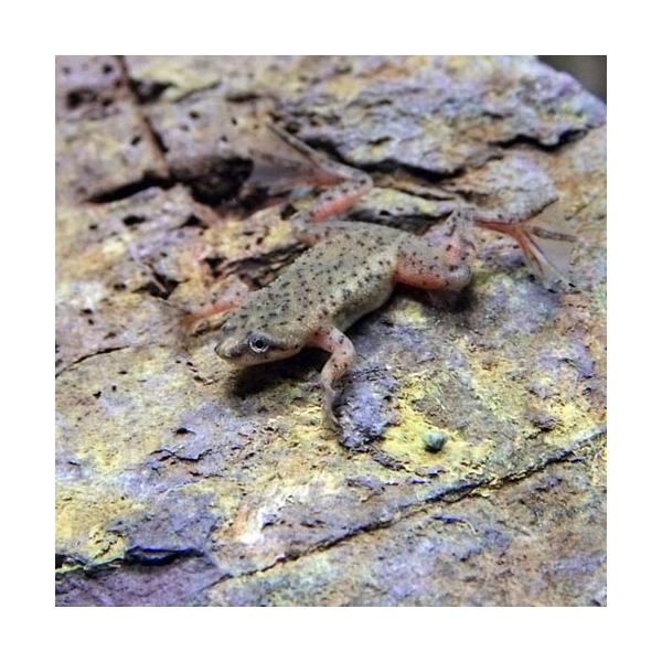 【学名】Hymenochirus boettgeri【最大全長】約4cm【適正水温】 22〜26℃【水質】中性【分布】コンゴ【混泳】温和な為、魚とも混泳可能です【当店の与えている餌】冷凍赤虫【その他オススメな餌】人工飼料、小型巻貝【推奨水槽...