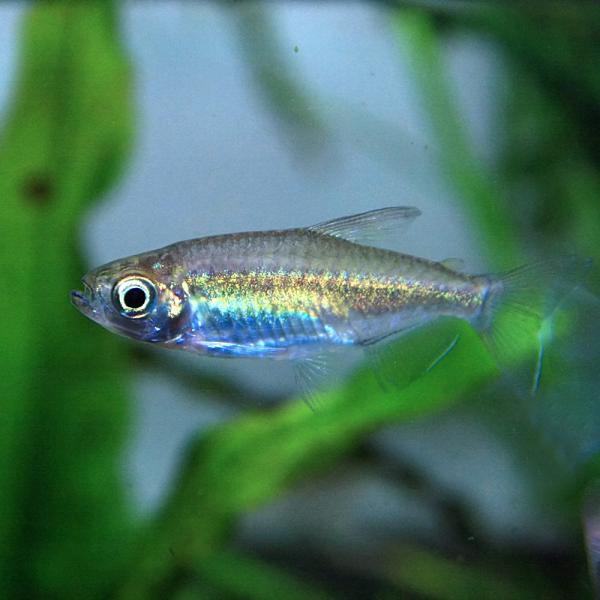 (ネオスセール)(熱帯魚)コンゴーテトラ　（約２-３cm）（１０匹）