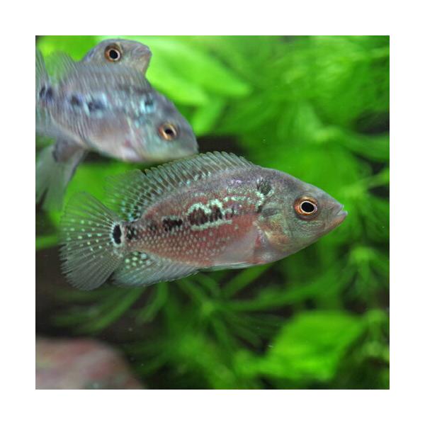 【学名】　Amphilophus citrinellum X Amphilophus trimaculatum【最大全長】　30ｃｍ【分布】　改良品種【水温】　23〜30℃【水質】　弱酸性〜中性【餌】　生餌（冷凍）・乾燥飼料【混泳】　不可【...