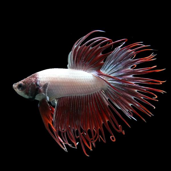【学名】　Beta splendens var.【最大全長】　7ｃｍ【分布】　改良品種【水温】　20〜30℃【水質】　弱酸性〜中性【餌】　生餌（冷凍）・乾燥飼料・人工飼料【混泳】　不可【特徴】　背びれや尾びれを広げた様がとても美しく、王冠（...