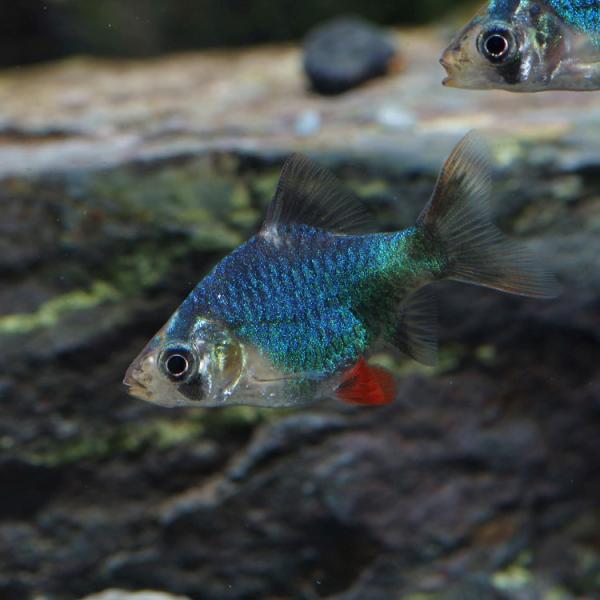 (ネオスセール)(熱帯魚)グリーンスマトラ　（約２cm）（３匹）
