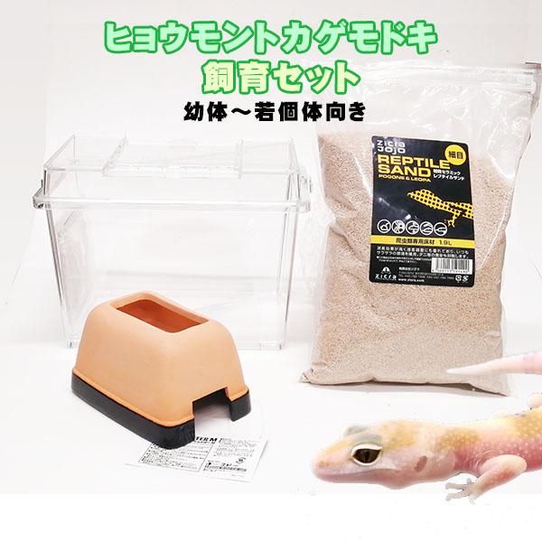 水槽セット】ヒョウモントカゲモドキ 飼育セット 幼体〜若個体