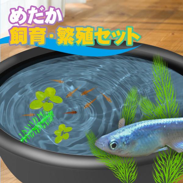 （No104）メダカ鉢　三段棚付きめだかの館オリジナルめだか鉢一品物 No104）メダカ鉢 三段棚付きめだかの館オリジナルめだか鉢一品物
