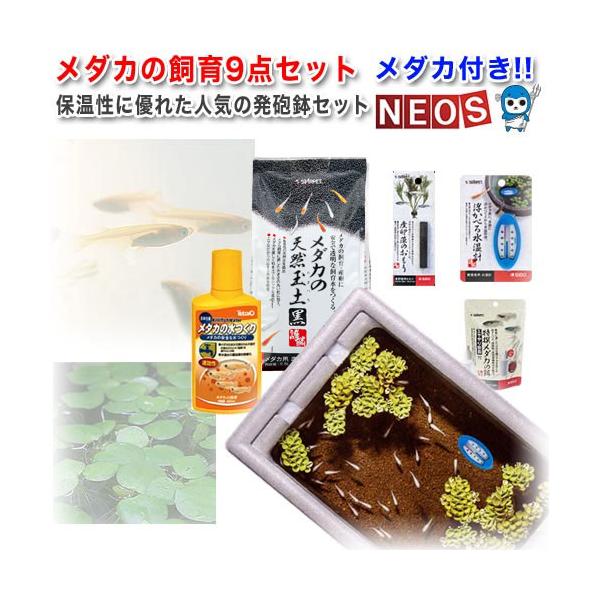 アクアリウム 用品)メダカ生体・水草付 メダカの飼育セット 発泡鉢  