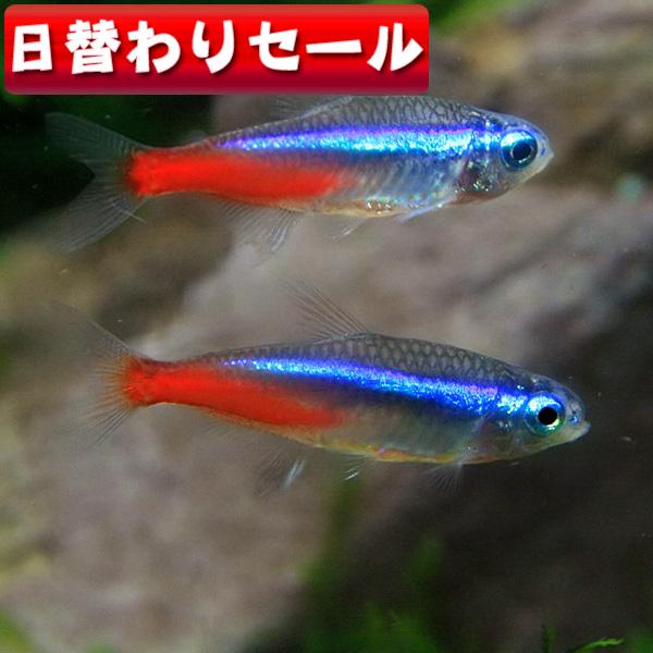 ネオンテトラ10日、金魚2匹ドジョウ1匹エビ1匹 楽天市場】（熱帯魚）ネオンテトラ（10匹） ＋ヤマトヌマエビ（3匹