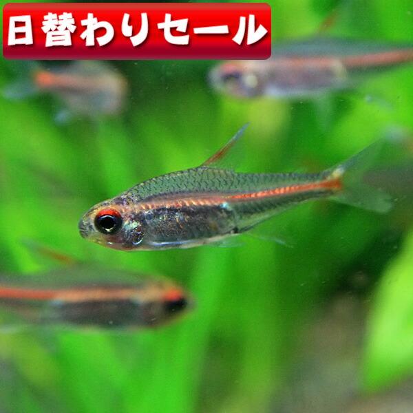 熱帯魚 日替わり限定 グローライトテトラ 約2cm 10匹 Todaysale24 熱帯魚通販のネオス 通販 Yahoo ショッピング