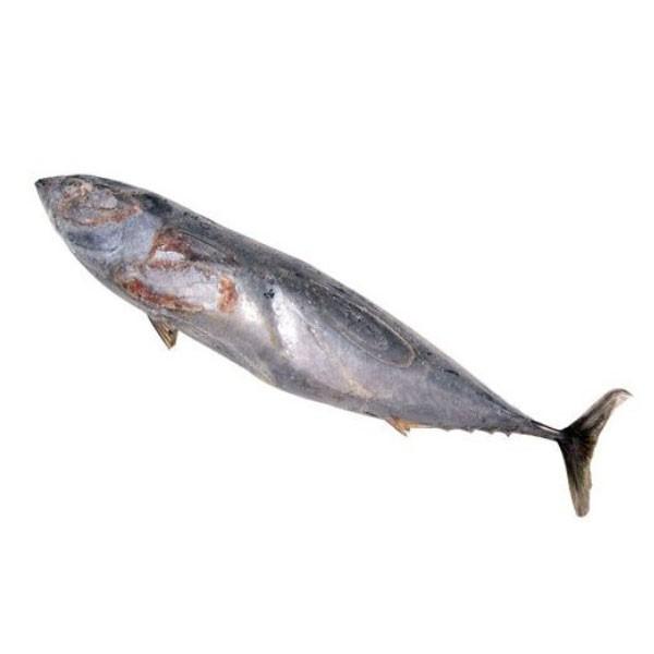 浜市 カツオ 1本 海上釣堀 刺し餌 エサ 釣りエサ クール便 Dejapan Bid And Buy Japan With 0 Commission