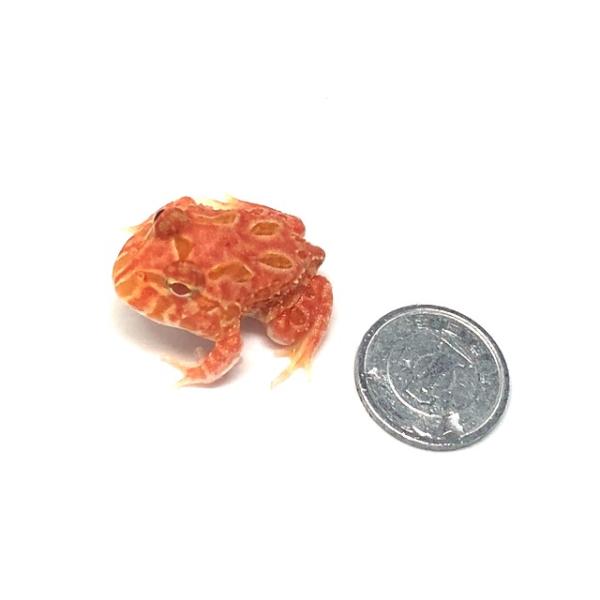 2025.11.14 撮影※写真の個体を発送致します。※店舗併売の為、在庫に誤差が生じる事もございます。予めご了承下さい。【死着補償】あり　※一点もの個体は返金となります。◆生体の負担を考慮し翌日配達可能な地域でお願いしております。◆夏季、...