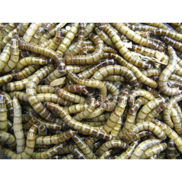 ◆北海道、九州、四国、岡山県、山口県、島根県、鳥取県、広島県への「生体」の発送は翌々日配達地域となる為、【死着補償】をしておりません。予めご了承下さい。 ◆生体につき「午前中」お受け取り可能な地域は翌日午前中着となります。それ以外【午前中配...