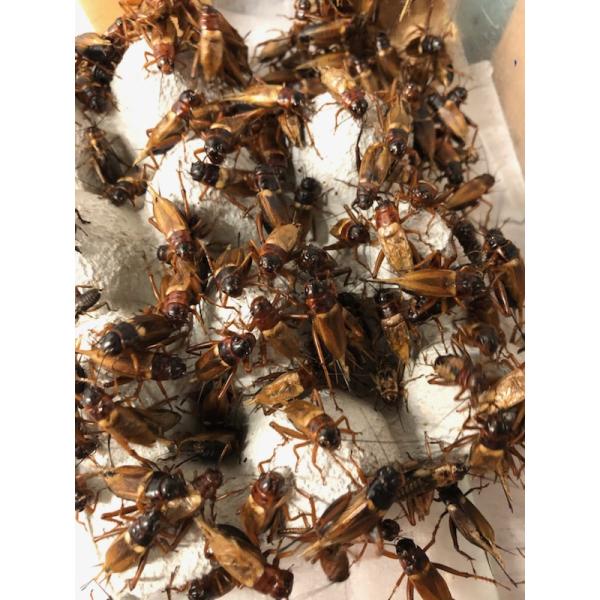 ★13時までのご注文で即日発送。（ご指定日も可能です）※夏季はお受け取りが遅くなる場合 、破って逃げ出している事もございます。ご注意下さい。◆北海道、九州、四国、中国地方への「生体」の発送は翌々日配達地域となる為、【死着補償】をしておりませ...